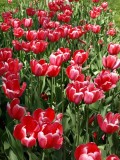 Field of Tulips