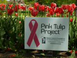Pink Tulip Project