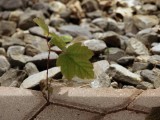 Tenacious Tree