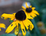 Black Eyed Susan