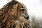 Eagle Owl