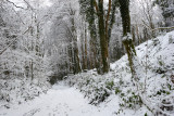 Snowy Woodland Path