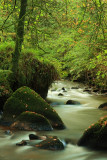 Early Autumn Stream