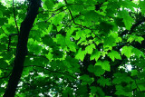 Backlit sycamore