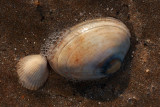 Shells in shallow water