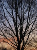 Morning Tree Silhouette