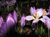 Img_2440D.jpg