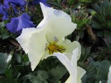 Img_3095D.jpg