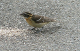 Img_3476D.jpg