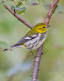 Paruline  gorge noire / Black-throated Green Warbler