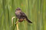 Carouge � �paulettes / Red-winged Blackbird