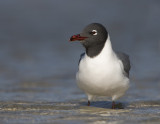 Mouette atricille / Laughing Gull