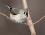 M�sange bicolore / Tufted Titmouse