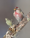 Sizerin flamm�  / Common Redpoll