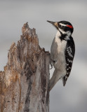 Pic Chevelu / Hairy Woodpecker