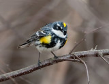 Paruline � croupion jaune / Yellow-rumped Warbler