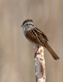 Bruant des marais / Swamp Sparrow