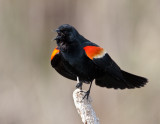 Carouge � �paulettes / Red-winged Blackbird