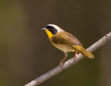 Paruline masqu�e / Common Yellowthroat