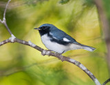 Paruline bleue / Black-throated Blue Warbler