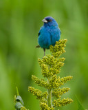 Passerin indigo / Indigo Bunting