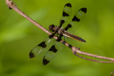 Libellule gracieuse / Twelve-spotted Skimmer