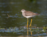 Petit chevalier / Lesser Yellowlegs