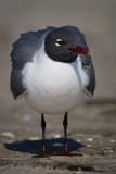 Mouette atricille / Laughing Gull