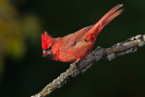 Cardinal rouge / Northern Cardinal