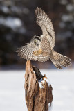 Chouette pervire / Northern Hawk-Owl