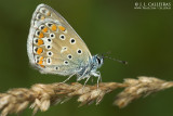  Polyommatus icarus 