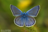 Polyommatus icarus