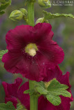 Althaea rosea