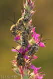 Eucera elongatula