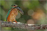 kingfisher