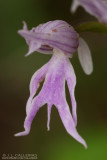  Orchis italica