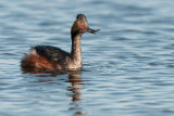 Eared Grebe, carrying stick, part of mating ritual