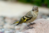 Pine Siskin