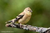 American Goldfinch, juvenile