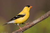 American Goldfinch, male