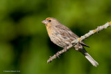 House Finch, male