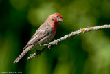 House Finch, male