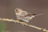 House Finch, female