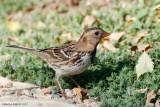 Harriss Sparrow, fall