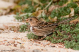 Harriss Sparrow, fall