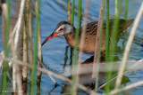 Virginia Rail, Goose Lake, Saskatchewan