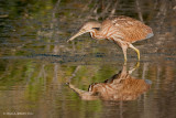 American Bittern, near Aberdeen, Saskatchewan