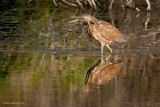 American Bittern, near Aberdeen, Saskatchewan