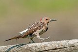 Northern Flicker, yellow shafted