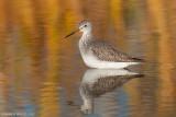 Greater Yellowlegs